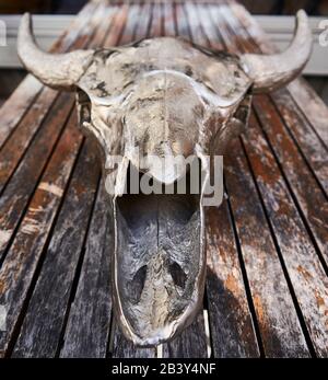 Metal skull of a buffalo positioned on a wooden rustic bench. Stock Photo