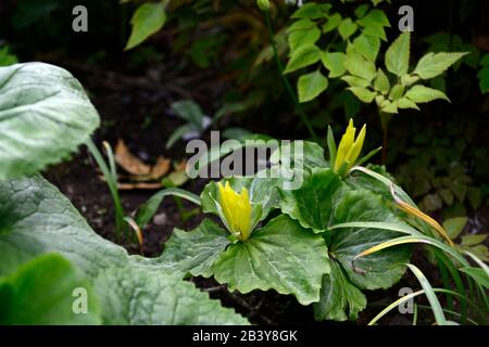 Trillium luteum,yellow flowers,spring flowers,flowering,shade,shady,shaded,woodlander,woodlanders,wood,woodland garden,gardens,RM Floral Stock Photo