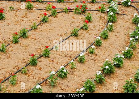 flower gardening with water dispenser hose line Stock Photo