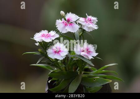 Dark pink Dianthus flower Caryophyllaceae blooming between green leaves in garden Stock Photo