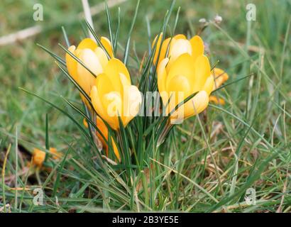 closeup of purple crocuses on green grass on the sunny day Stock Photo