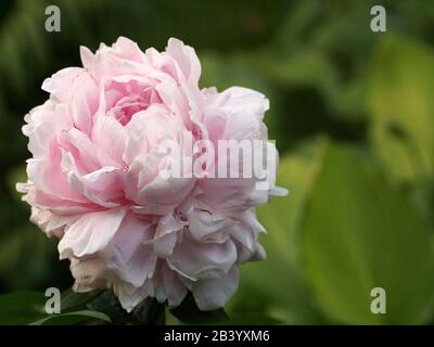 Paeonia  lactiflora Sarah Bernhardt.  Double pink peony flower. Paeonia lactiflora (Chinese peony or common garden peony). One flower Stock Photo