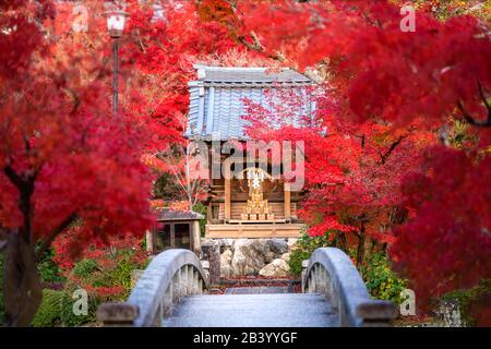 Eikando or Eikan-do Zenrinji shrine garden and bridge with red, yellow maple carpet at peak fall foliage color during late November in Kyoto, Japan. F Stock Photo