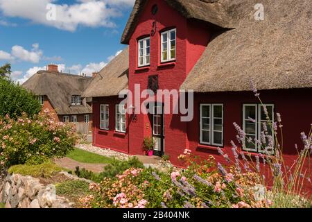 Community of Nebel, North Sea island of Amrum, North Frisia, Schleswig-Holstein, North Germany, Europe Stock Photo