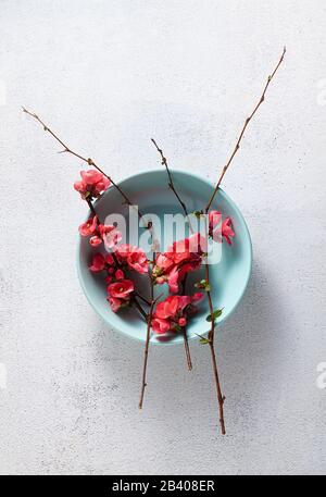 Spring table setting with flowering branches. empty plates. advertising. menu Stock Photo