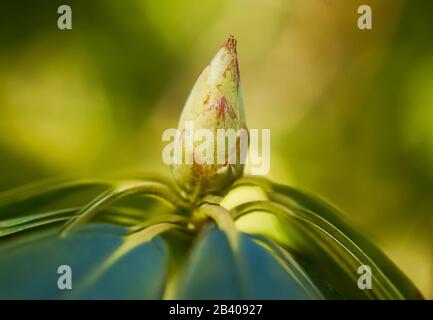 In the park of Malente, Germany, there are many rhododendrons in many different colors. Stock Photo