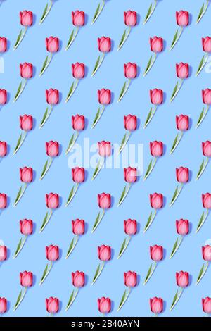 Floral pattern made of pink tulip on blue background. Flat lay, top view. Valentine's background. Floral pattern. Pattern of flowers. Flowers pattern Stock Photo