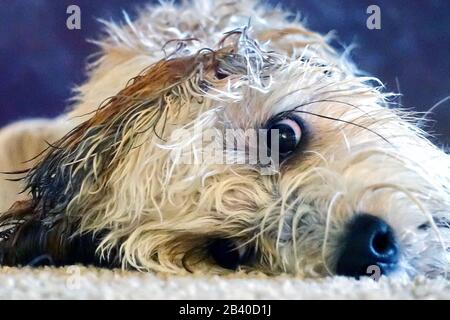 A cute dog‘s face while laying on the floor. Stock Photo