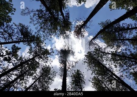 A view of Aspen trees seen from the ground. Stock Photo