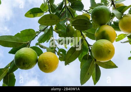 Branch With Limes Stock Photo