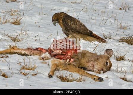 Red-Tailed Hawk (Buteo jamaicensis) feeding on White-tailed deer carcass (Odocoileus virginianus), E . North America, by Skip Moody/Dembinsky Photo As Stock Photo