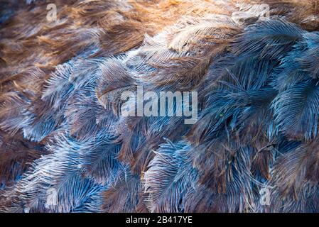 pattern of ostrich plumage on ostrich farm in oudtshoorn, south africa Stock Photo