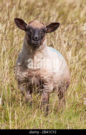 Shropshire Sheep (Ovis aries) on moorland during summer time