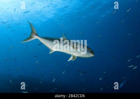 Bernsteinmakrele (Seriola dumerii) Stock Photo