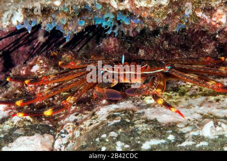 Crab Grapsus adscensionis, Krabbe (Grapsus adscensionis)