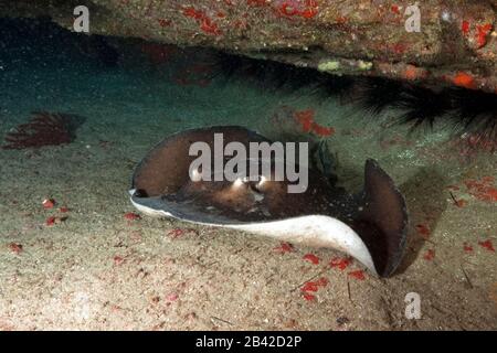 Gewöhnlicher Stechrochen / (Dasyatis pastinaca) Stock Photo