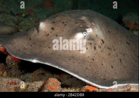 Gewöhnlicher Stechrochen / (Dasyatis pastinaca) Stock Photo