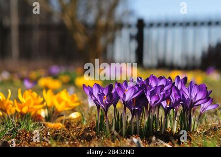 Flowering crocuses (crocus) in the garden in Germany, Europe Stock Photo