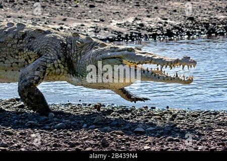 An American Crocodile (Crocodylus acutus) prowls along the Tarcoles River in western Costa Rica. Stock Photo