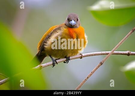 A female Cherrie's tanager perches on a branch near the Rio Tigre on the Osa Peninsula in Costa Rica. Stock Photo