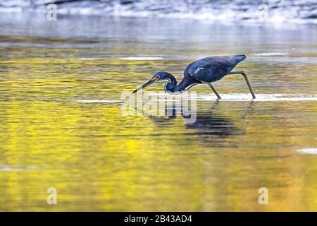 A Tricolored heron (Egretta tricolor) searching for small fish and crustaceans in the Tarcoles River, of Puntarenas Province, Costa Rica. Stock Photo