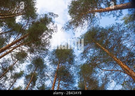 Looking up forest perspective.Tall pine trees against blue sky seen from the ground.Bottom view of tall old trees in evergreen primeval forest of Stock Photo