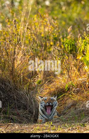 corbett wild female bengal tiger extreme close up with tongue out portrait at dhikala zone of jim corbett national park or tiger reserve, uttarakhand Stock Photo