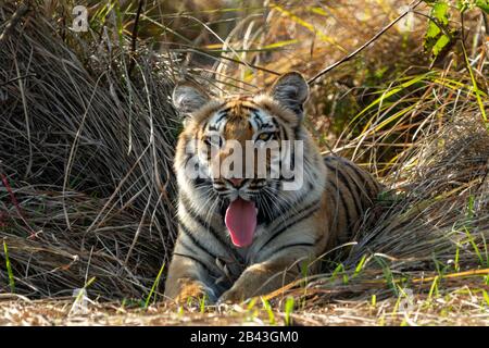 corbett wild female bengal tiger extreme close up with tongue out portrait at dhikala zone of jim corbett national park or tiger reserve, uttarakhand Stock Photo