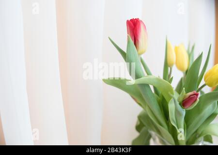 colorful tulips over a beige background, composition with copy space.Spring background. bouquet colorful tulips.Holiday greeting card for Womans Day Stock Photo