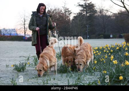 Birmingham, UK. 6th Mar, 2020. Golden Retrievers arrive on a cold frosty morning on the second day of Crufts 2020 Credit: ️Jon Freeman/Alamy Live News Stock Photo