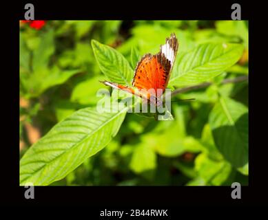 Beautiful Butterflies in nature, at the gardens and butterfly house East Coast Australia on a warm summer afternoon: The Red Lacewing Butterfly. Stock Photo