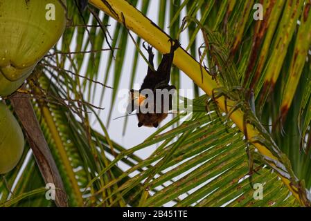 A flying fox or fruit bat is having lunch hanging upside down in a palm tree Stock Photo