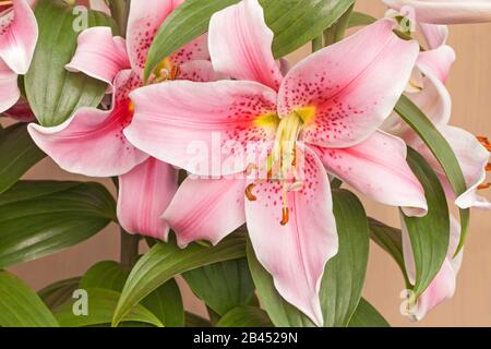 Oriental lily 'Mona Lisa', Lilium Stock Photo