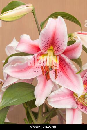 Oriental lily 'Mona Lisa', Lilium Stock Photo