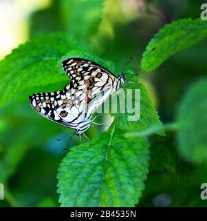 Beautiful Butterflies in nature, at the gardens and butterfly house East Coast Australia on a warm summer afternoon: Chequered Swallowtail mating. Stock Photo
