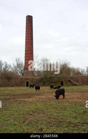 Grazing Galloway cows in Nature Reserve Blauwe Kamer near Wageningen the Netherlands Stock Photo