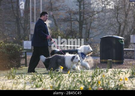 Birmingham, UK. 6th Mar, 2020. Dogs arrive on a cold & frosty morning on the second day of Crufts 2020 Credit: ️Jon Freeman/Alamy Live News Stock Photo