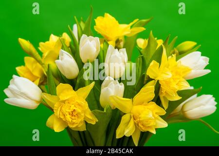 Spring White yellow tulip daffodil bouquet on green background. Easter and spring . Woman day concept. Copyspace for text Stock Photo