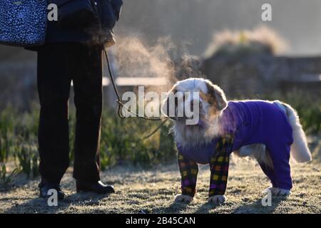 Bosun, a Clumber spaniel, arrives at the Birmingham National Exhibition Centre (NEC) for the second day of the Crufts Dog Show. Stock Photo