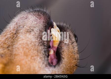 canine tooth erosion in old dog mixed breed Stock Photo