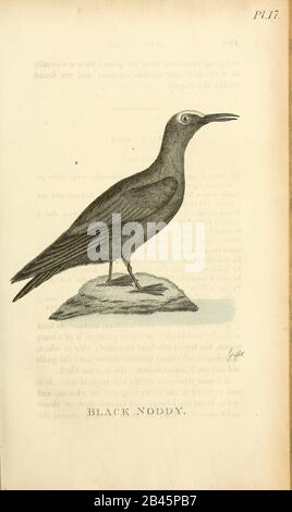 black noddy or white-capped noddy (Anous minutus) from the 1825 volume (Aves) of 'General Zoology or Systematic Natural History' by British naturalist George Shaw (1751-1813). Shaw wrote the text (in English and Latin). He was a medical doctor, a Fellow of the Royal Society, co-founder of the Linnean Society and a zoologist at the British Museum. Engraved by Mrs. Griffith Stock Photo