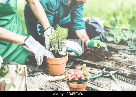 Gardeners hands putting plants inside pots - Happy young people at work in community greenhouse garden - Green lifestyle and ecologic concept - Focus Stock Photo