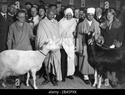 Mahatma Gandhi, Mirabehn center, Pandit Madan Mohan Malaviya right inspecting goats Dairy Show Roya Agricultural Hall, Islington, England, United Kingdom, UK, 23 October 1931, old vintage 1900s picture Stock Photo
