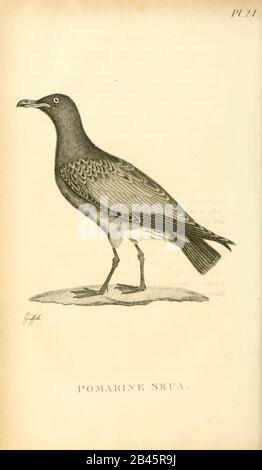 pomarine jaeger (Stercorarius pomarinus), pomarine skua, or pomatorhine skua from the 1825 volume (Aves) of 'General Zoology or Systematic Natural History' by British naturalist George Shaw (1751-1813). Shaw wrote the text (in English and Latin). He was a medical doctor, a Fellow of the Royal Society, co-founder of the Linnean Society and a zoologist at the British Museum. Engraved by Mrs. Griffith Stock Photo