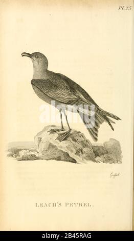 Leach's storm petrel or Leach's petrel (Oceanodroma leucorhoa) from the 1825 volume (Aves) of 'General Zoology or Systematic Natural History' by British naturalist George Shaw (1751-1813). Shaw wrote the text (in English and Latin). He was a medical doctor, a Fellow of the Royal Society, co-founder of the Linnean Society and a zoologist at the British Museum. Engraved by Mrs. Griffith Stock Photo