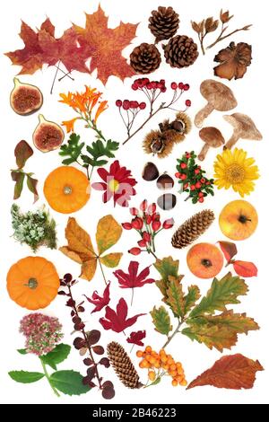 Autumn nature study with a large selection of food, flora and fauna on white background. Top view. Harvest festival theme. Stock Photo