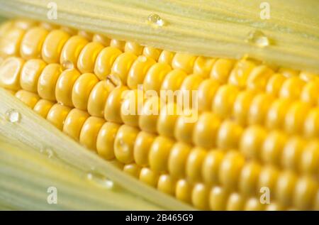 Corn, maize, makki, makai, corn on the cob, Zea mays, cereal grain Stock Photo