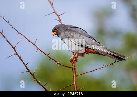 Red-footed Kestrel - Falco vespertinus, beautiful Kestrel from South European forests and woodlands, Hortobagy, Hungary. Stock Photo