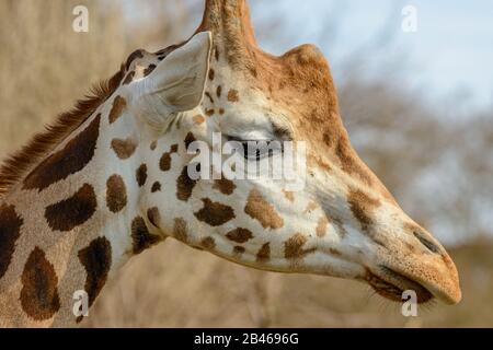 detailed portrait of a giraffe in zoo Stock Photo