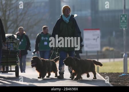 NEC Birmingham, UK. 6th Mar, 2020. Gun dog day at Crufts in Birmingham sees a variety of sizes and breeds arrive for the day's show. Credit: Peter Lopeman/Alamy Live News Stock Photo